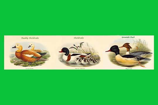 Composite Ducks Classroom Poster Print by John Gould