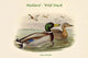 Anas Boschas Wild Duck Poster Print by John Gould, showcasing a Mallard duck.