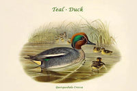 Querquedula Crecca Teal Duck Poster Print by John Gould