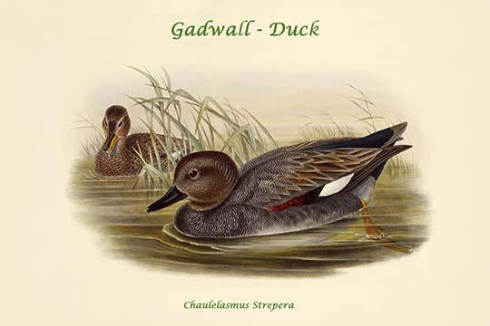 Chaulelasmus Strepera Gadwall Duck Poster Print by John Gould