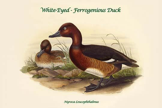 Nyroca Leucophthalmus - White-Eyed Ferrogenious Duck Poster Print