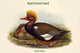Branta Rufina Red-Crested Duck Poster Print by John Gould