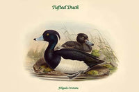 Filigula Cristata - Tufted Duck Poster Print by John Gould
