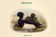 Filigula Cristata - Tufted Duck Poster Print by John Gould
