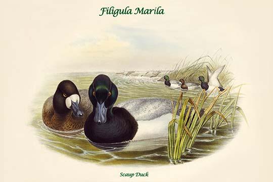 Filigula Marila - Scaup Duck Poster Print by John Gould, showcasing the beauty of nature.