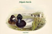 Filigula Marila - Scaup Duck Poster Print by John Gould, showcasing the beauty of nature.