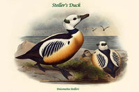 Eniconetta Stelleri Steller's Duck Poster Print by John Gould