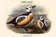 Eniconetta Stelleri Steller's Duck Poster Print by John Gould