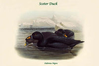 Oidemia Nigra Scoter Duck Poster Print by John Gould