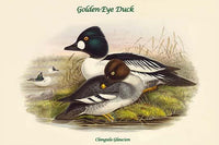 Clangula Glaucion Golden-Eye Duck Art Print by John Gould