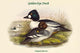Clangula Glaucion Golden-Eye Duck Art Print by John Gould