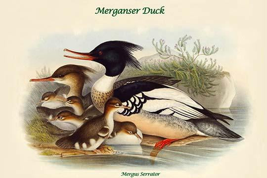 Mergus Serrator Merganser Duck Poster Print by John Gould
