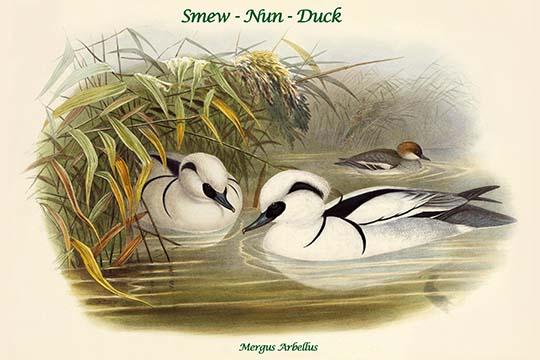 Mergus Arbellus Smew Duck Poster Print by John Gould