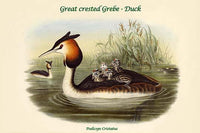 Podiceps Cristatus - Great Crested Grebe Poster Print by John Gould