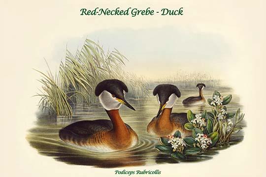 Podiceps Rubricollis Red-Necked Grebe Poster Print by John Gould