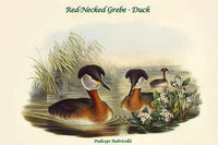 Podiceps Rubricollis Red-Necked Grebe Poster Print by John Gould