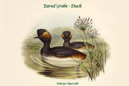 Eared Grebe Duck Poster Print by John Gould, nature artwork