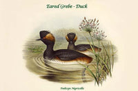 Eared Grebe Duck Poster Print by John Gould, nature artwork