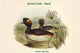 Eared Grebe Duck Poster Print by John Gould, nature artwork