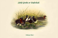 Podiceps Minor - Little Grebe or Dabchick Poster Print by John Gould