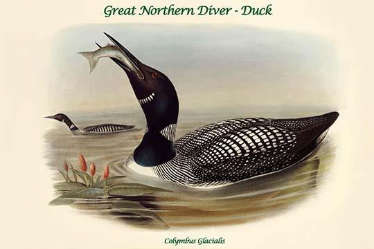Colymbus Glacialis Great Northern Diver Duck Poster Print by John Gould