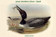 Colymbus Glacialis Great Northern Diver Duck Poster Print by John Gould