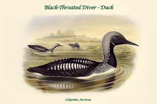 Colymbus Arcticus Black-Throated Diver Duck Poster Print by John Gould