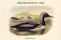 Colymbus Arcticus Black-Throated Diver Duck Poster Print by John Gould
