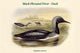 Colymbus Arcticus Black-Throated Diver Duck Poster Print by John Gould
