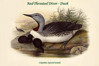 Colymbus Septentrionalis - Red-Throated Diver Poster Print by John Gould