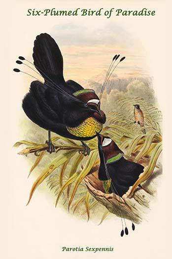 Parotia Sexpennis Six-Plumed Bird of Paradise Poster Print