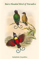 Diphyllodes Respublica - Bare-Headed Bird of Paradise Poster Print by John Gould