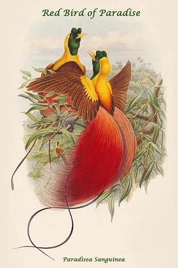 Paradisea Sanguinea - Red Bird of Paradise Poster Print by John Gould
