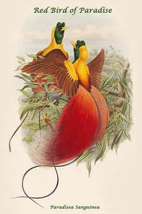 Paradisea Sanguinea - Red Bird of Paradise Poster Print by John Gould
