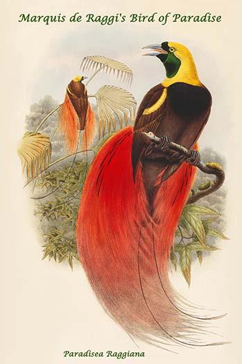 Paradisea Raggiana Bird of Paradise Poster Print by John Gould