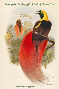 Paradisea Raggiana Bird of Paradise Poster Print by John Gould