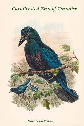 Manucodia Comrii Curl-Crested Bird of Paradise Poster Print by John Gould