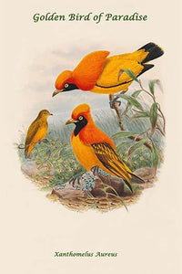Xanthomelus Aureus - Golden Bird of Paradise Poster Print by John Gould
