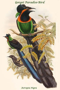 Astrapia Nigra Gorget Paradise-Bird Poster Print by John Gould