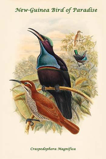 Craspedophora Magnifica New Guinea Bird of Paradise Poster Print by John Gould