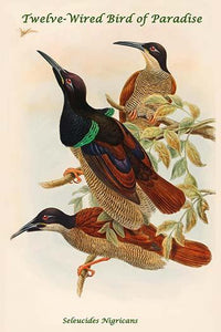 Seleucides Nigricans Twelve-Wired Bird of Paradise Poster Print by John Gould