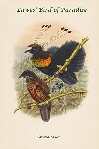 Parotia Lawesi Poster Print by John Gould showcasing the Lawes' Bird of Paradise.