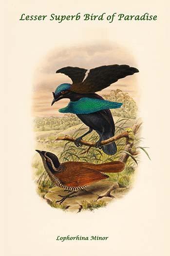 Lophorhina Minor - Lesser Superb Bird of Paradise Poster Print by John Gould