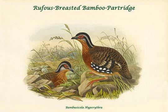 Bambusicola Hyperythra - Rufous-Breasted Bamboo-Partridge Poster Print by John Gould