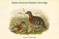 Bambusicola Hyperythra - Rufous-Breasted Bamboo-Partridge Poster Print by John Gould