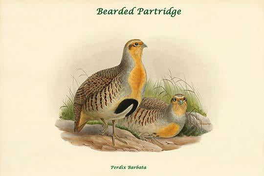 Bearded Partridge art print by John Gould featuring Perdix Barbata.