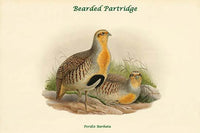 Bearded Partridge art print by John Gould featuring Perdix Barbata.