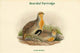 Bearded Partridge art print by John Gould featuring Perdix Barbata.
