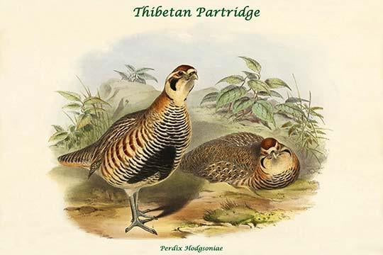 Perdix Hodgsoniae Tibetan Partridge Poster Print by John Gould