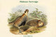 Perdix Hodgsoniae Tibetan Partridge Poster Print by John Gould